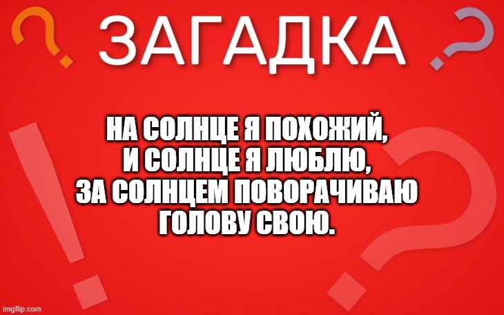 На солнце я похожий, и солнце я люблю — загадка