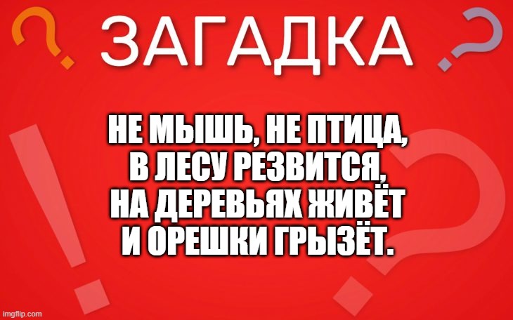 Не мышь не птица, в лесу резвится — загадка
