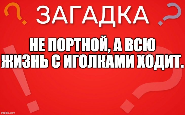 Не портной, а всю жизнь с иголками ходит — загадка