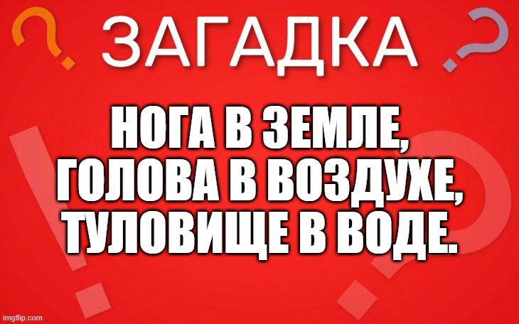 Нога в земле, голова в воздухе, туловище в воде — загадка