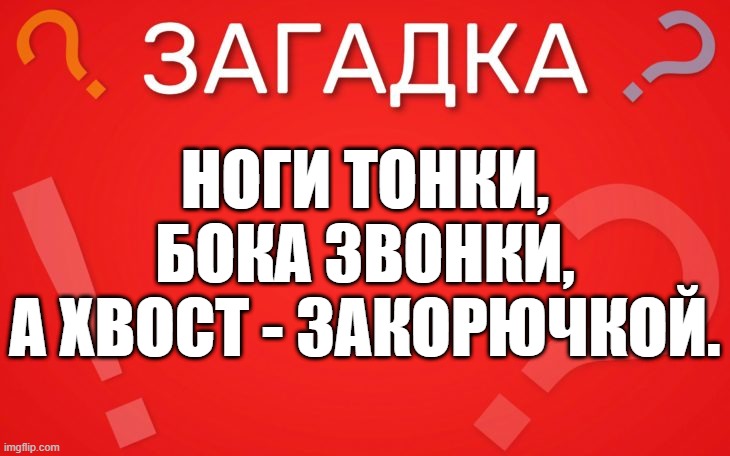 Ноги тонки, бока звонки, а хвост закорючкой — загадка