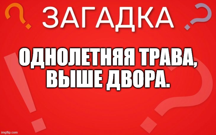 Однолетняя трава, выше двора — загадка