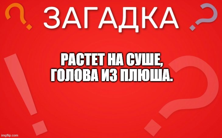 Растет на суше, голова из плюша — загадка