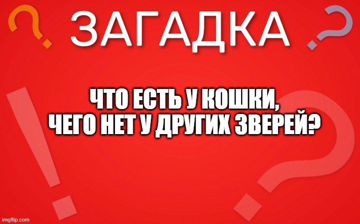 Что есть у кошки, чего нет у других зверей — загадка