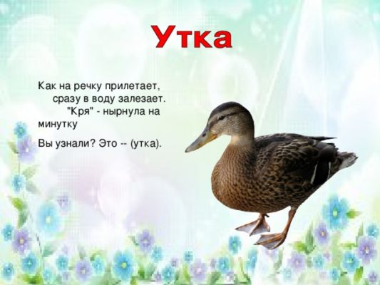 Сколько уток на картинке ответ