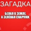 Белая в земле, А зелёная снаружи.