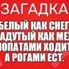Белый как снег, Надутый как мех, Лопатами ходит, А рогами ест.