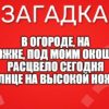 В огороде, на дорожке, под моим окошком, Расцвело сегодня солнце на высокой ножке.