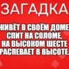 Живёт в своём доме, Спит на соломе, На высоком шесте Распевает в высоте.