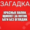 Красные лапки, щиплет за пятки, беги без оглядки.