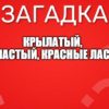 Крылатый, горластый, красные ласты.
