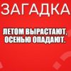 Летом вырастают, осенью опадают.
