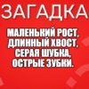 Маленький рост, Длинный хвост, Серая шубка, Острые зубки.