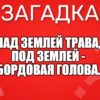 Над землей трава, Под землей - Бордовая голова.