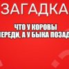 Что у коровы впереди, а у быка позади?