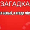 Цвет белый, а ягода чёрная.